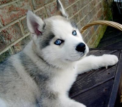 siberian husky cachorros para nuevas viviendas