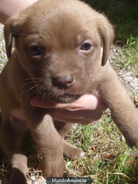 Vendo cachorro