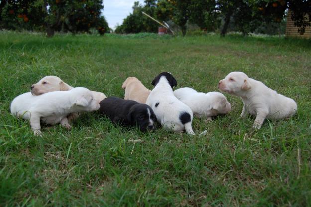 Vendo cachorros de Labradora