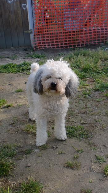 Cachorros de caniche toy.