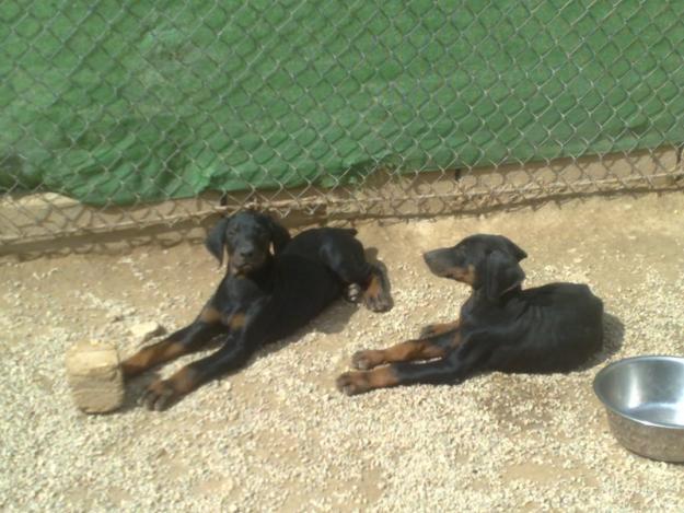 Cachorros doberman