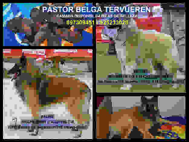 Cachorros Pastores Belgas Tervueren