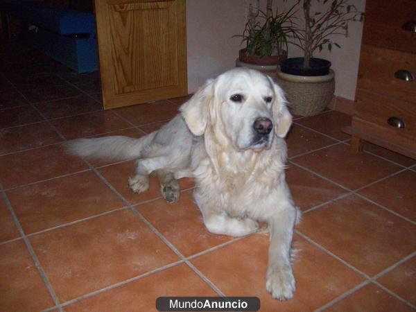 golden retriever para montas