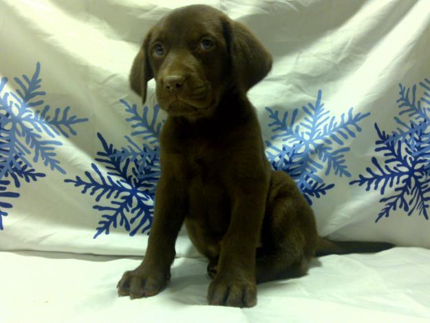 LABRADOR CHOCOLATE ULTIMO MACHO DE DOS MESES