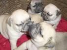 maravillosos cachorros de carlino pug, con pedegree