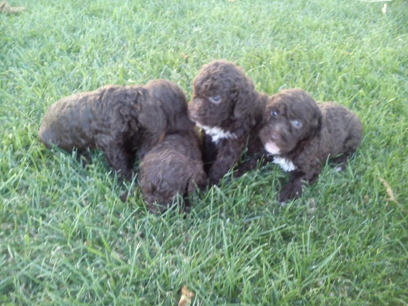 perros de agua con pedigre y garantias por escrito