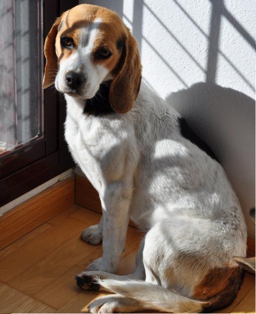 regalo hembra beagle de 5 años, necesita paseos o finca