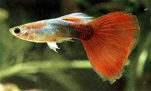 vendo guppy variados