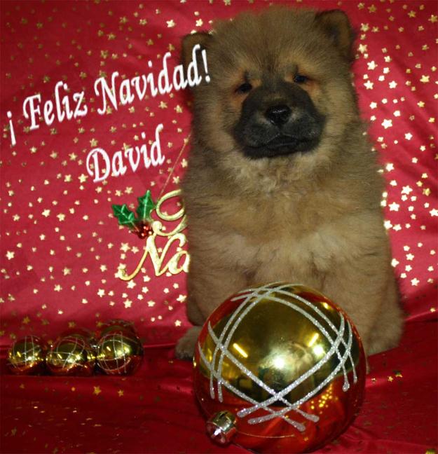 Cachoros de chow chow sonrie con ellos en Nvaidac