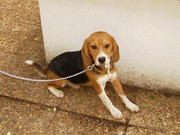 Cachorros Beable tricolores preciosos