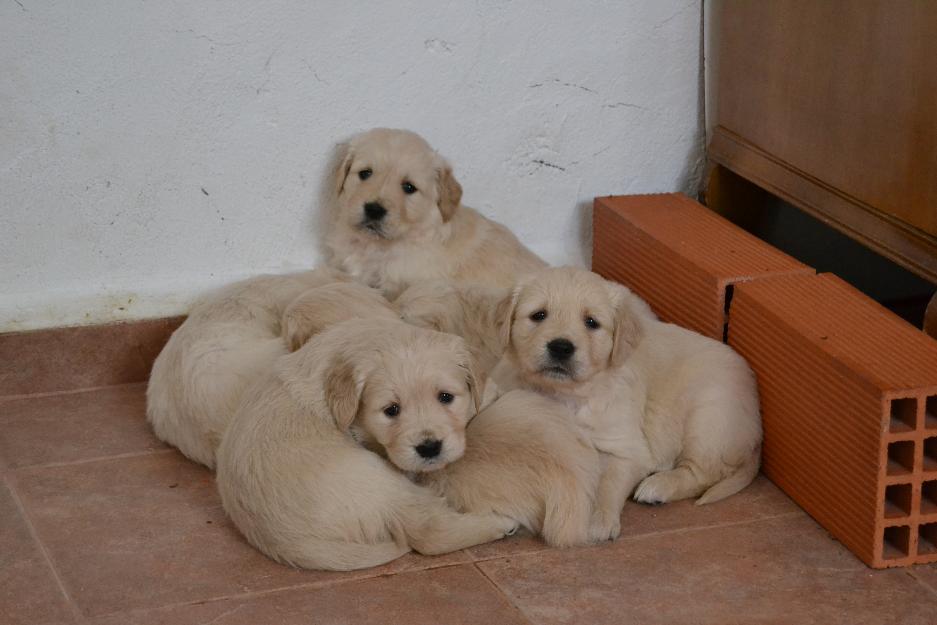 Cachorros Golden