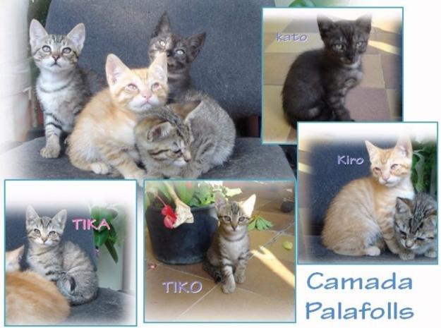 CAMADA DE 5 GATITOS ATIGRADOS ( Solo queda 1 hembra y 3 machos ) 3meses