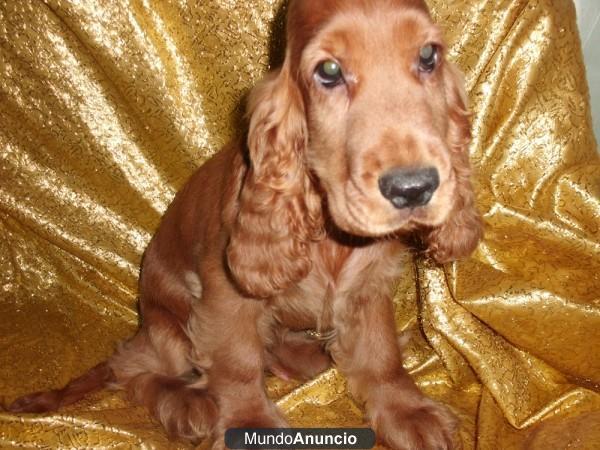 COCKER  SPANIEL-GARANTIA AQUANATURA – Cachorros, Perros