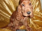 COCKER SPANIEL-GARANTIA AQUANATURA – Cachorros, Perros - mejor precio | unprecio.es