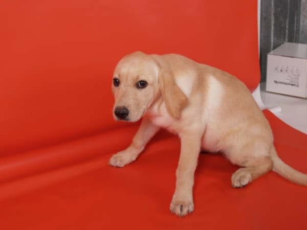 Impresionantes Labrador, cachorros de dos meses