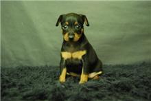 MINI PINCHER CACHORROS DE CALIDAD, DOS MESES DE EDAD