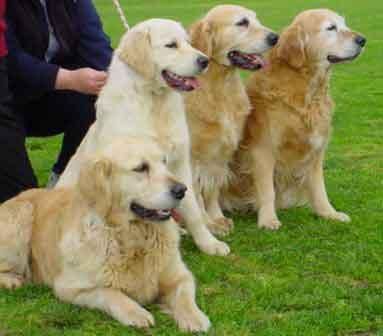 Ofrezco CACHORROS