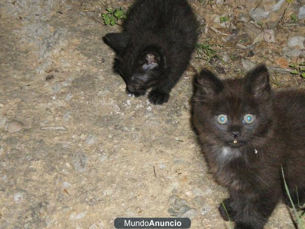 Regalo gatitos de mes y medio (están abandonados en la calle)