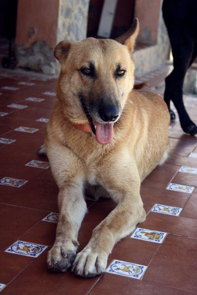 RUBIO, cruce de pastor belga malinois