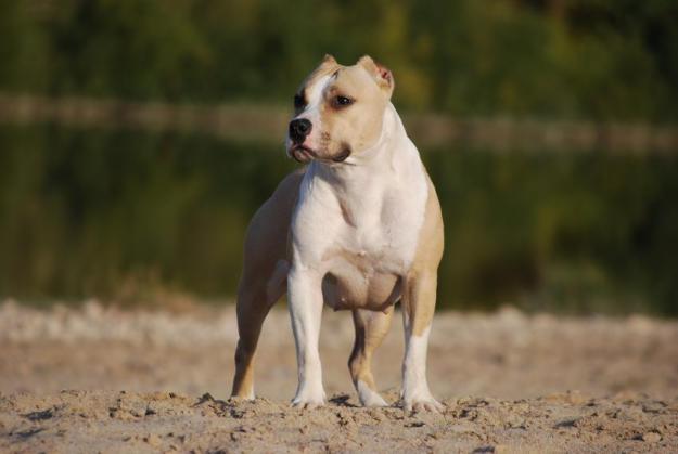 SE VENDE ESPECTACULAR CAMADA DE AMERICAN STAFFORD SHIRE TERRIER DEL CRIADERO BLOODOFKINGS