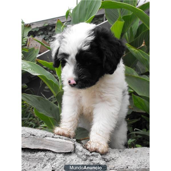 un Aussiedoodle cachorro