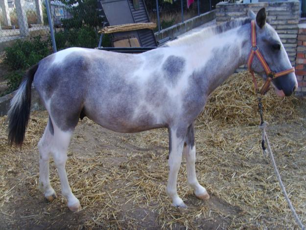 vendo caballo pony pio