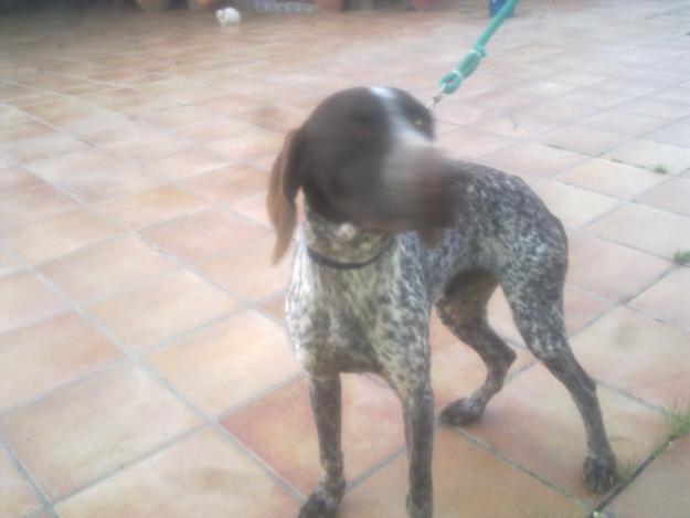 Venta de cachorro de braco alemán (9 meses) cazando