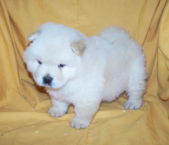 ADORABLES CACHORROS DE CHOW CHOW BLANCO