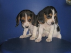 BEAGLE, YORKSHIRE TERRIER, COCKER INGLES, FOX TERRIER - mejor precio | unprecio.es