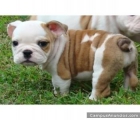 Bulldog frances sevilla - mejor precio | unprecio.es