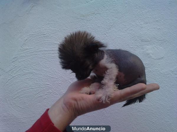 Cachorros de crestado chino, listos para su entrega