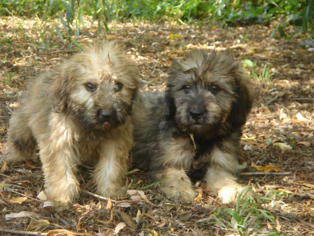 Cachorros de Gos d'atura