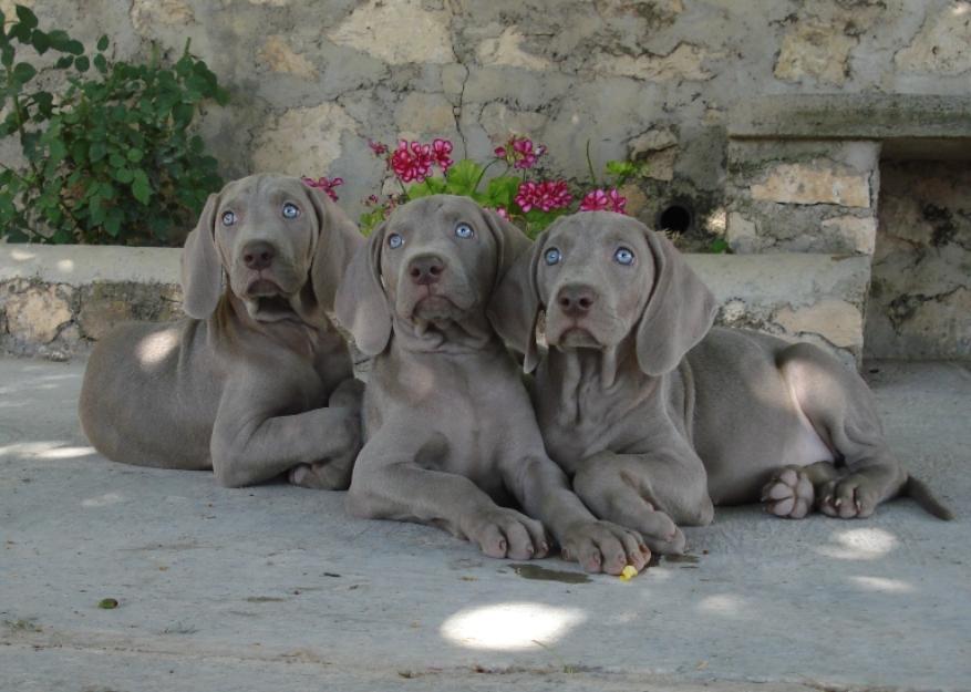 Cachorros weimaraner listos para entregar.