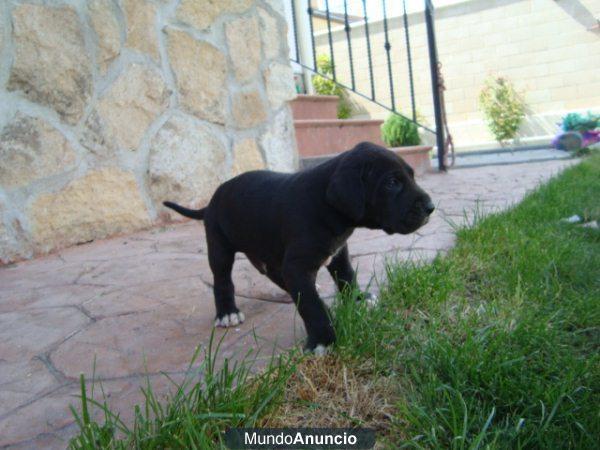 DOGO ALEMAN EJEMPLARES DE RAZA CON PEDIGREE