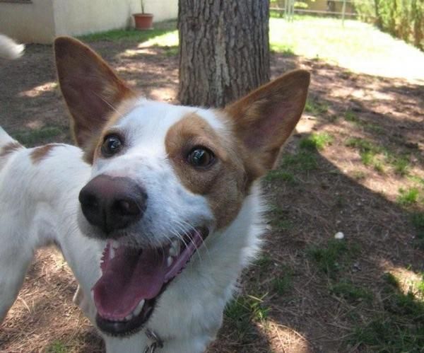 GREMY - guapetón de 10 meses BUSCA FAMILIA