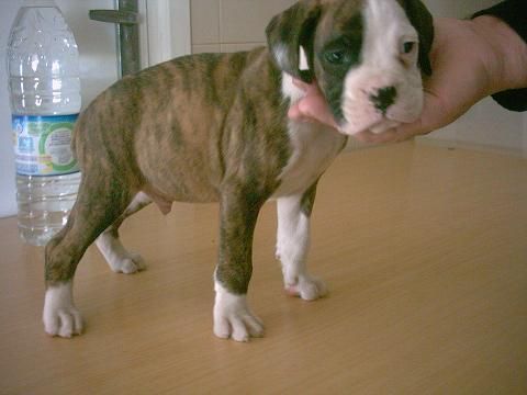 ultimo cachorro boxer!!