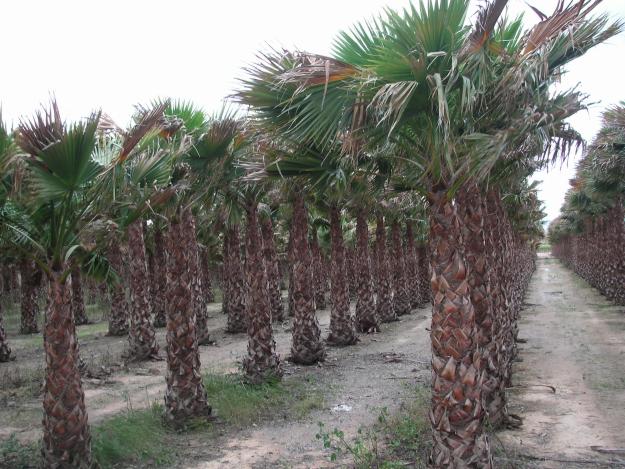 VENTA DE PALMERAS WASHINGTONIA DIRECTAS DEL VIVERISTA