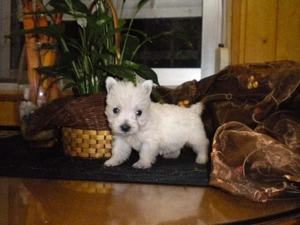 west higland white terrier pedigree y afijo COMO PELUCHE