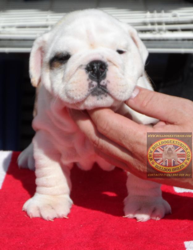 Cachorros de Bulldog Ingles alta calidad