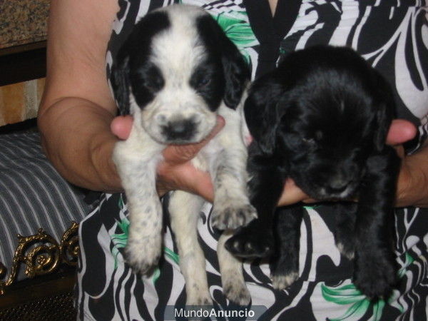 Cocker spaniel,cachorro blanco y negro,pedigree.