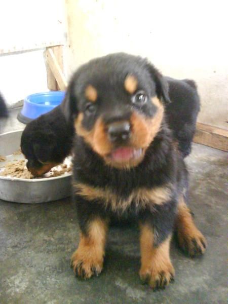 hermosos cachorros de rottweiler