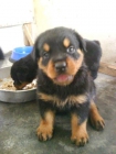 hermosos cachorros de rottweiler - mejor precio | unprecio.es