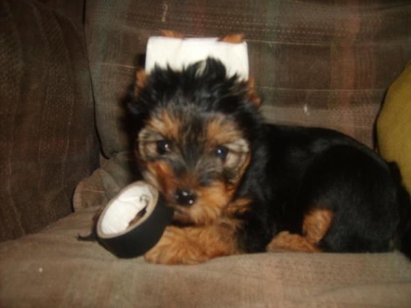 preciosos yorkshire terrier por 350 euros