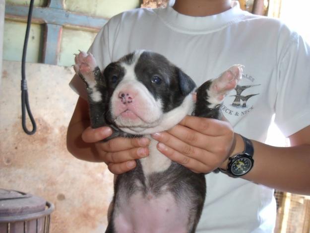 Vendo American Staffordshire Terrier