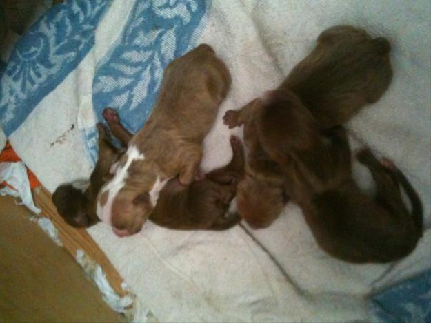 Vendo cachorritos, de American stanffordshire terrier.