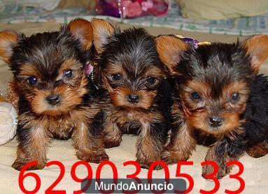 Yorkshire ( Yorky ) mini de capricho por 299€