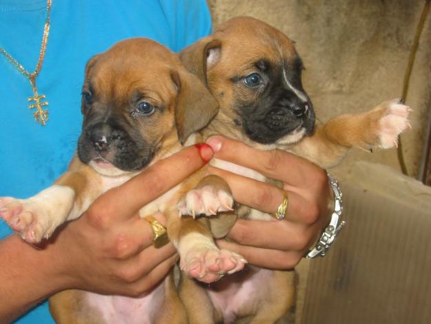 Boxer,cachorros,dorados,atigrados y blancos,economicos.