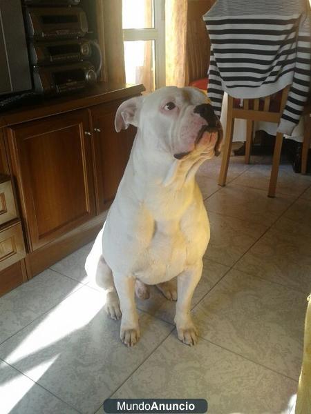 BULLDOG AMERICANO BUSCA MONTA-