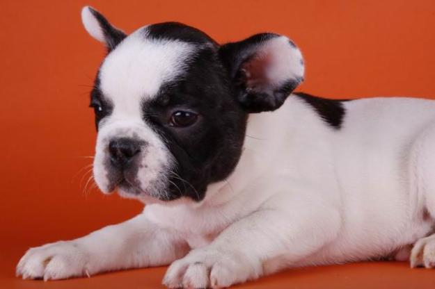 Bulldog francés Blanco y Negro