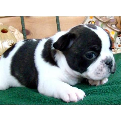 cachorros de bulldog frances